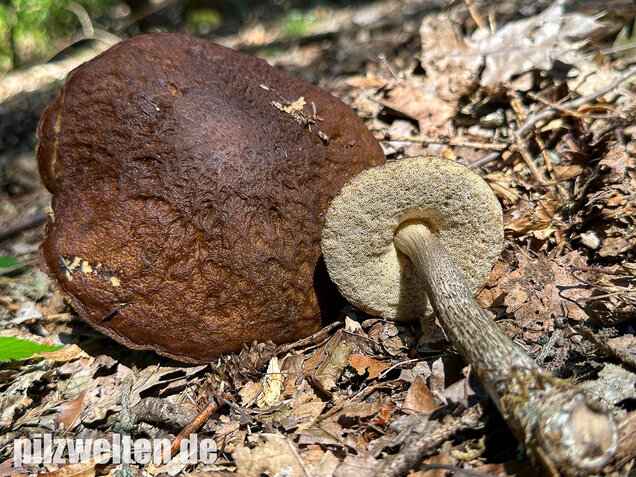 Hainbuchenraufuß, Leccinellum pseudoscabrum