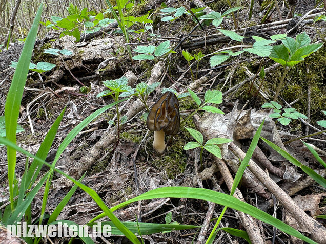 Käppchenmorchel, Morchella semilibera