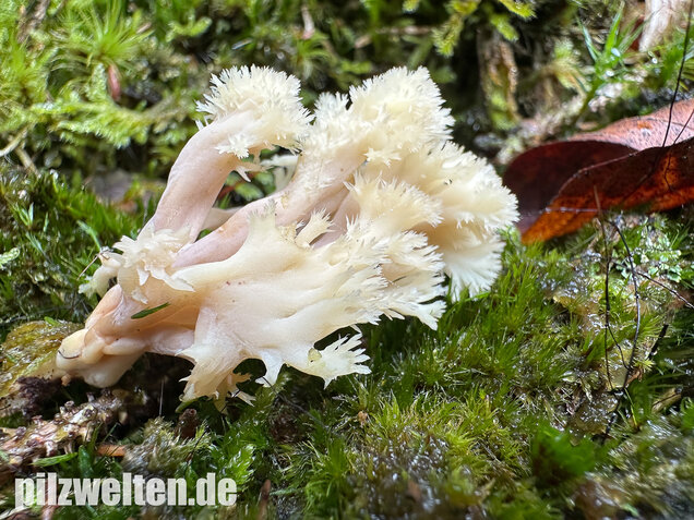 Kammkoralle, Kammförmiger Keulenpilz, Clavulina coralloides
