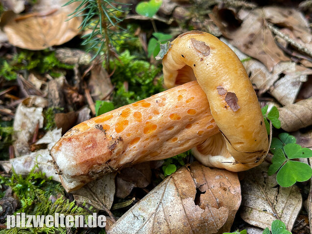 Lachsreizker, Lactarius salmonicolor