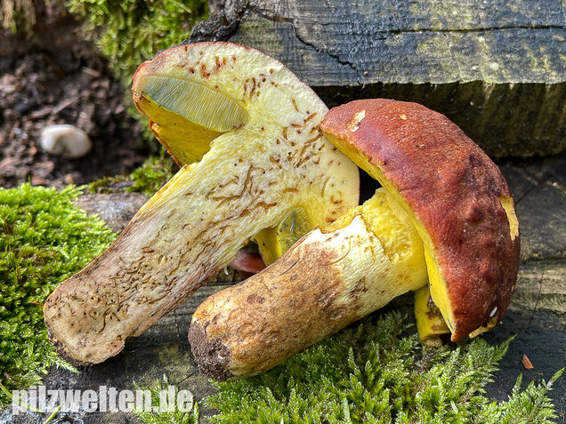 Anhängselröhrling, Butyriboletus appendiculatus