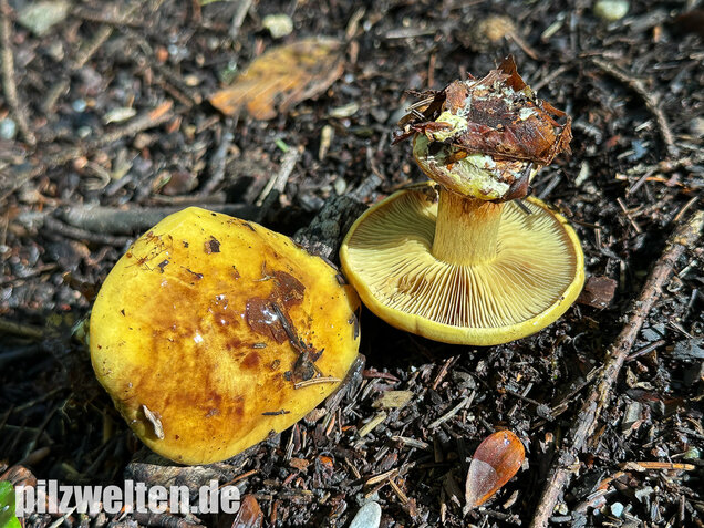 Schöngelber Klumpfuß, Calonarius splendens
