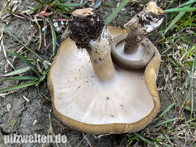 Maiporling, Lentinus substrictus
