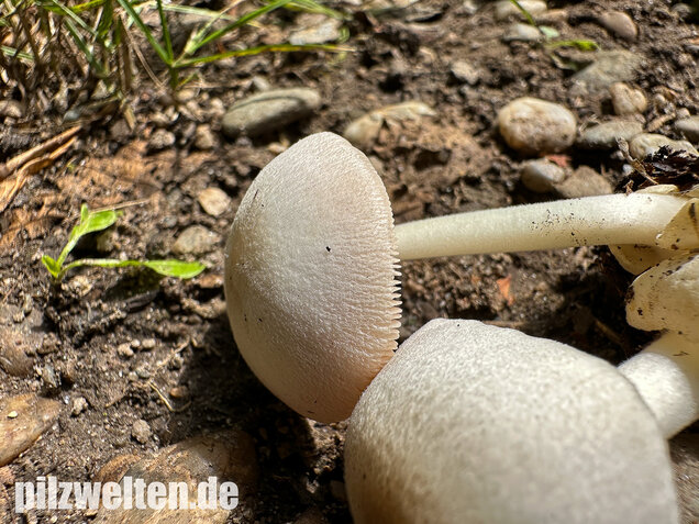 Mausgrauer Scheidling, Volvariella murinella