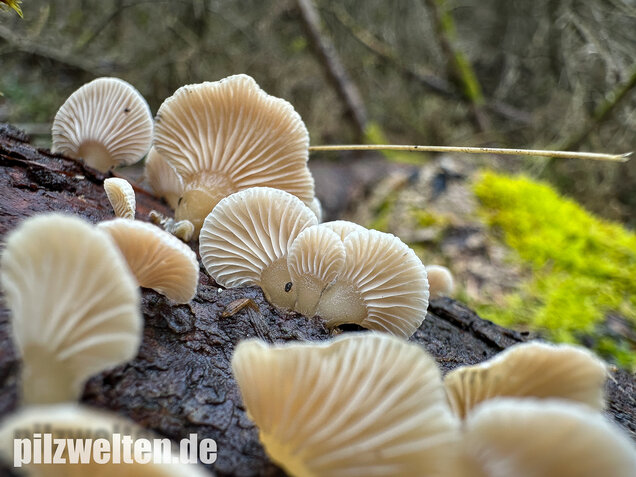 Milder Zwergknäueling, Weißer Muschelseitling, Panellus mitis