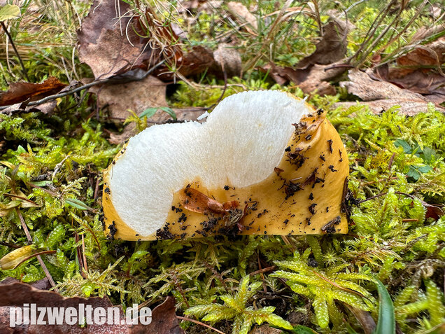 Ockergelber Täubling, Zitronentäubling, Russula ochroleuca