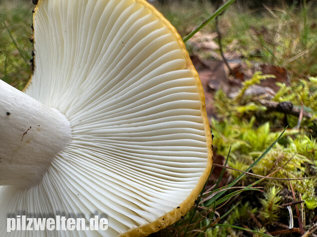 Ockergelber Täubling, Zitronentäubling, Russula ochroleuca