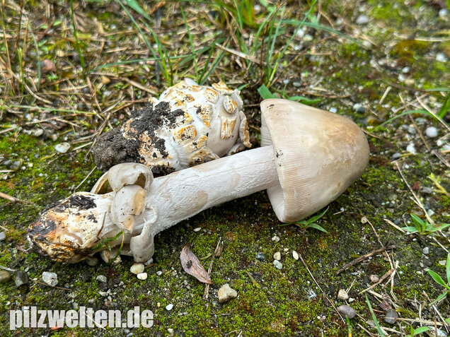 Ockergrauer Scheidenstreifling, Ockergrauer Riesenstreifling, Amanita lividopallescens