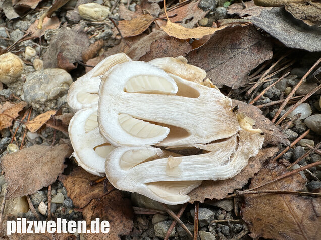 Parasitischer Scheidling, Volvariella surrecta