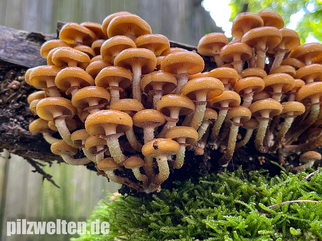 Stockschwämmchen, Kuehneromyces mutabilis