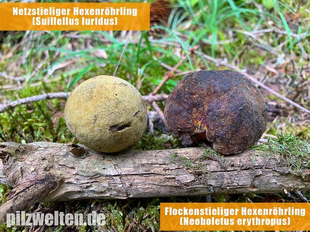 Netzstieliger Hexenröhrling, Suillellus luridus