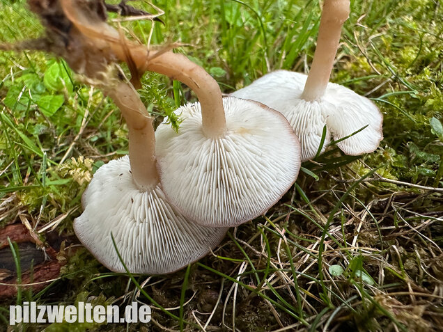 Rosenroter Schönkopf, Rugosomyces persicolor