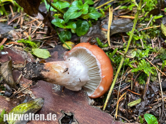 Rosenroter Gelbfuß, Gomphidius roseus