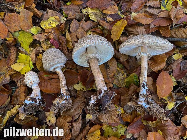 Olivbrauner Safranschirmling, Wald-Safranschirmling, Chlorophyllum olivieri