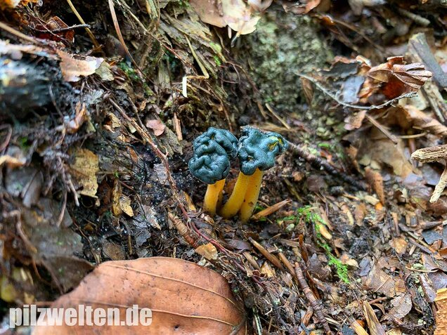 Schwarzgrünes Gallertkäppchen, Leotia viscosa