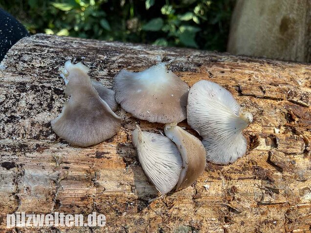 Sommer-Austernseitling, Pleurotus ostreatus forma florida