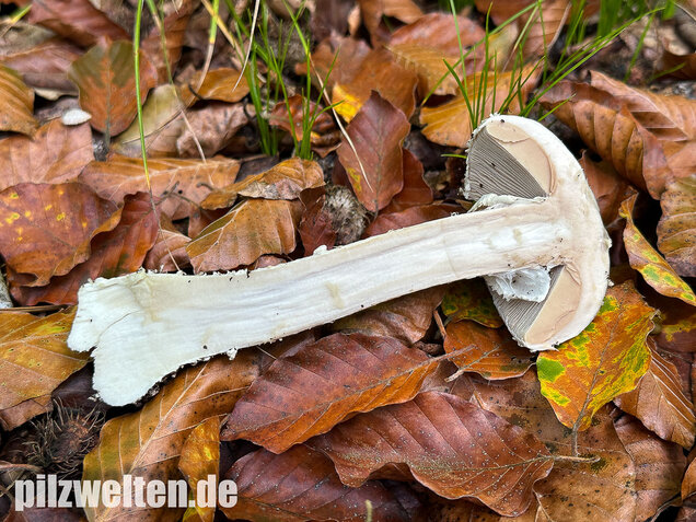 Spitzkegeliger Wulstling, Amanita echinocephala
