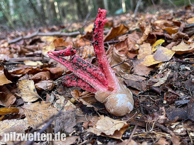 Tintenfischpilz, Clathrus archeri