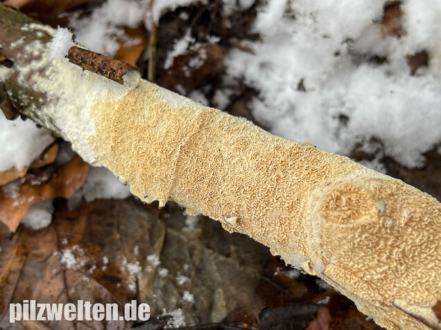 Veränderlicher Spaltporling, Schizopora paradoxa