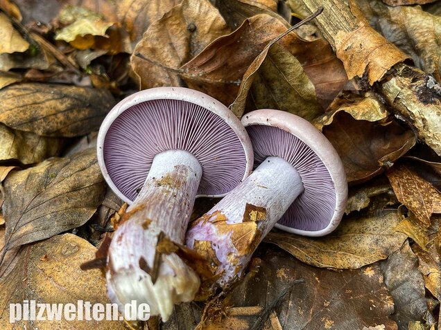 Violetter Rötelritterling, Lepista nuda