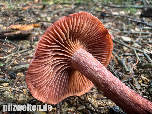Weinroter Purpur-Schneckling, Hygrophorus capreolarius