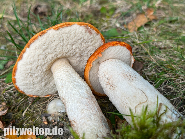 Weißstielige Rotkappe, Espenrotkappe, Leccinum leucopodium