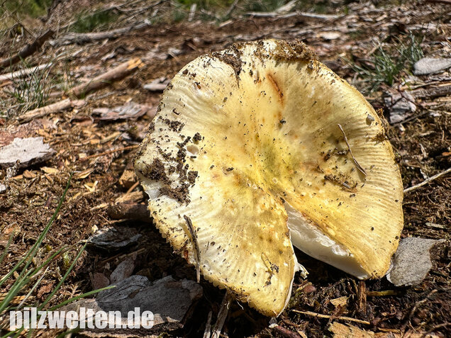 Weißstieliger Ockertäubling, Russula citrina / Russula violeipes var. citrina