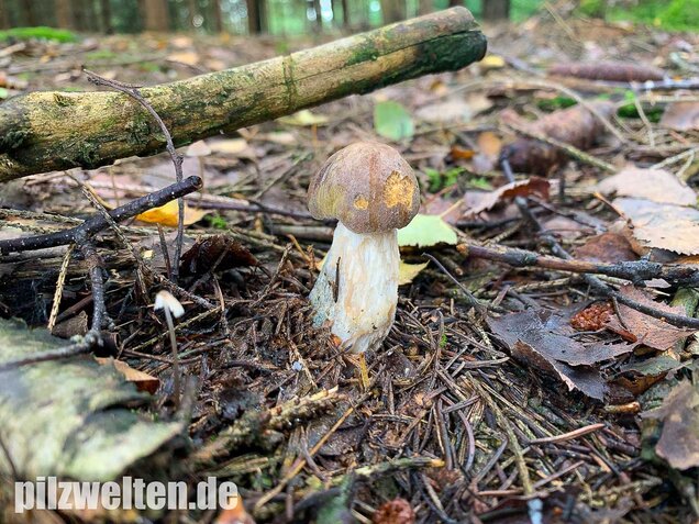Wollstieliger Raufußröhrling, Leccinum cyaneobasileucum