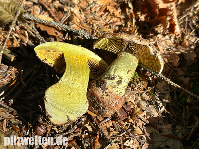 Anisklumpfuß, Cortinarius odorifer