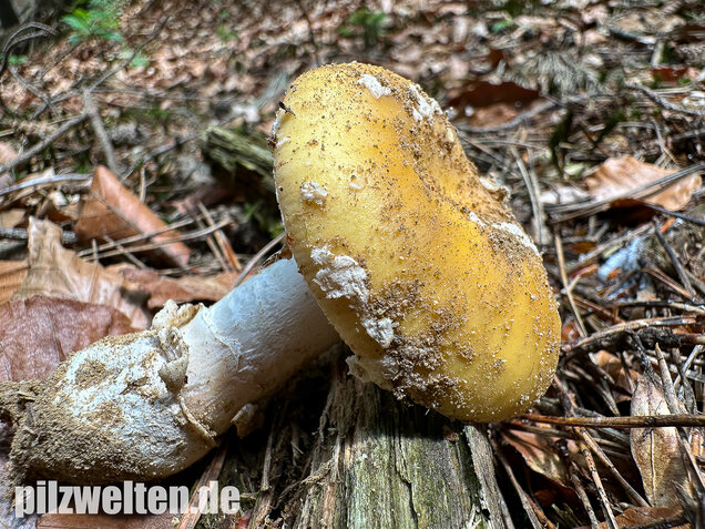 Narzissengelber Knollenblätterpilz, Amanita gemmata