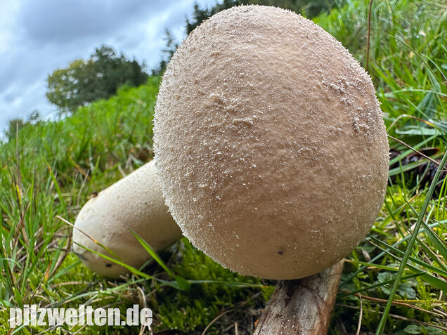 Beutelstäubling, Lycoperdon excipuliforme