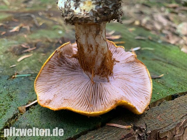 Blaublättriger Klumpfuß, Cortinarius callochrous