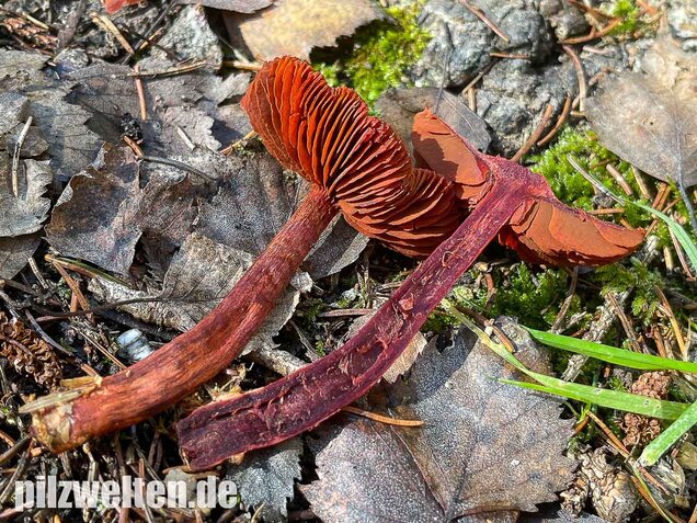 Blutroter Hautkopf, Cortinarius sanguineus
