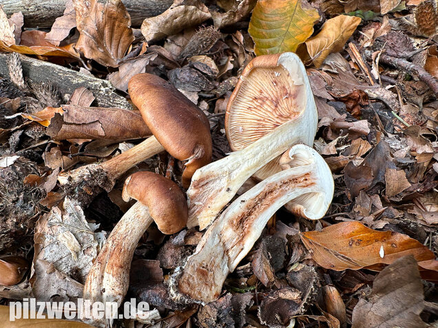 Brandiger Ritterling, Tricholoma ustale