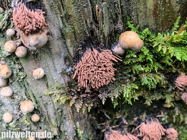 Gemeines Fadenkeulchen, Stemonitis axifera