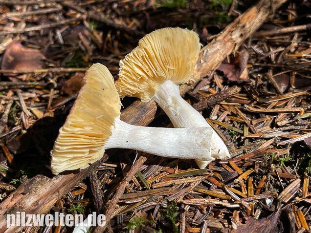 Geriefter Weichtäubling, Russula nauseosa