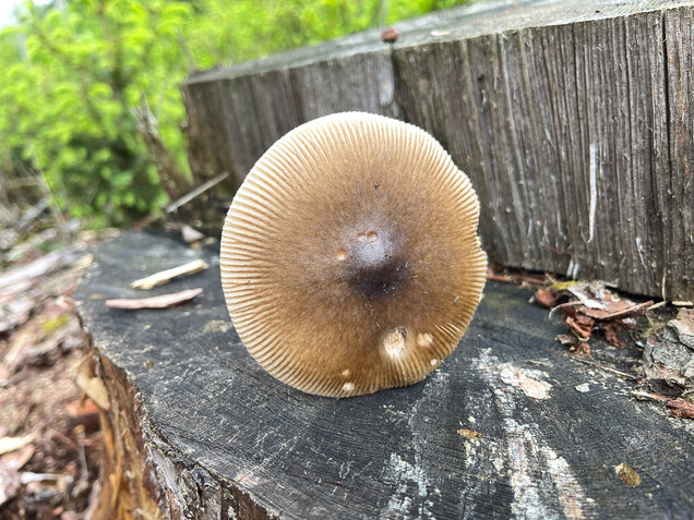 Grauhäutiger Scheidenstreifling, Amanita submembranacea