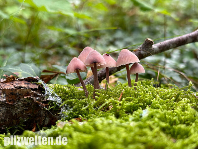 Großer Bluthelmling, Mycena haematopus