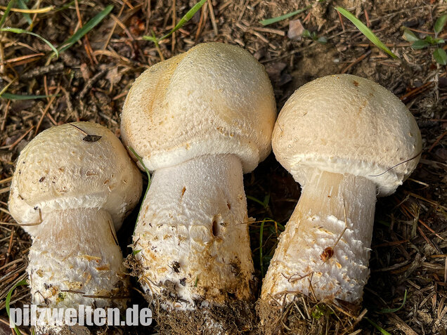Großsporiger Riesenchampignon, Agaricus urinascens