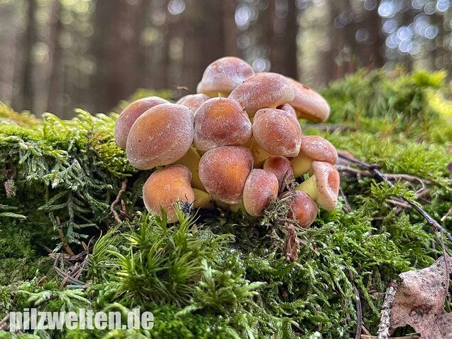 Grünblättriger Schwefelkopf, Hypholoma fasciculare