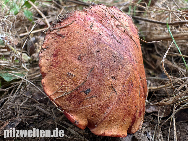 Rubinroter Zwergröhrling, Chalciporus rubinus