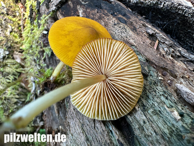 Löwengelber Dachpilz, Pluteus leoninus