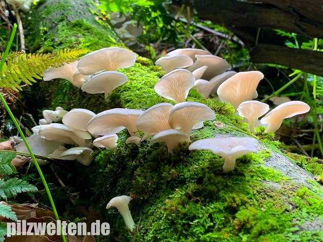 Lungenseitling, Pleurotus pulmonarius
