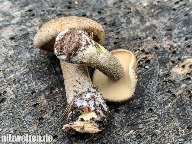 Maiporling, Lentinus substrictus