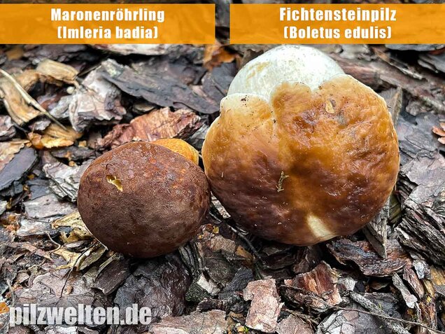 Maronenröhrling, Imleria badia