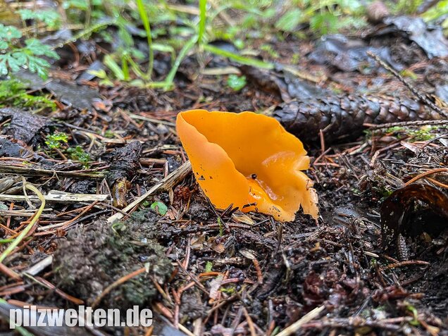 Orangebecherling, Aleuria aurantia