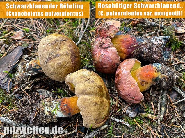 Schwarzblauender Röhrling, Cyanoboletus pulverulentus