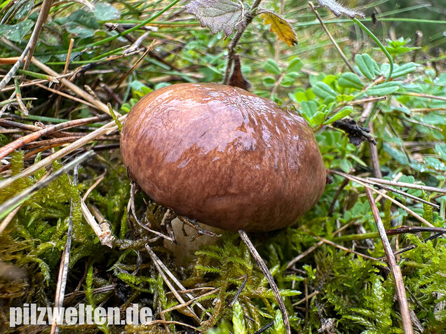 Ringloser Butterpilz, Suillus collinitus
