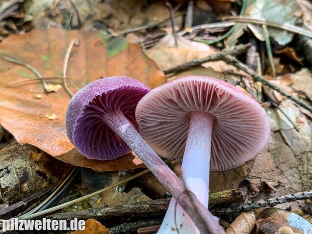 Rosa Rettichhelmling, Mycena rosea