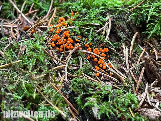 Rotköpfiger Schleimpilz, Trichia decipiens